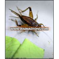 Natural Animal Food Dried Cricket