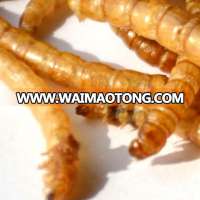 Cat Food Freeze 2.5--2.8 cm Dried Mealworms;Dried Mealworms For Cat