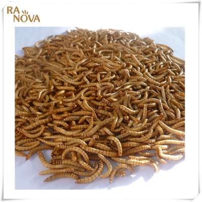 Dried Mealworms for birds snakes lizards pet food